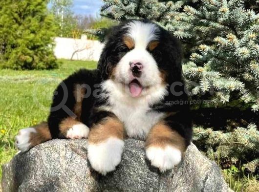 Fci Şecereli Bernese Mountain Dog görsel
