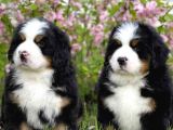 Fci Şecereli Bernese Mountain Dog