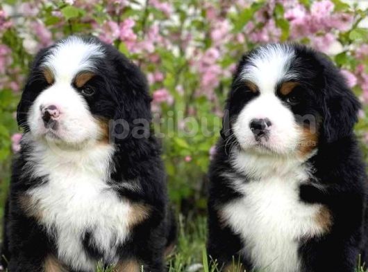 Fci Şecereli Bernese Mountain Dog görsel