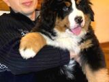 Fci Şecereli Bernese Mountain Dog
