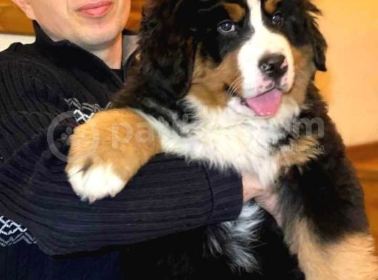 Fci Şecereli Bernese Mountain Dog görsel