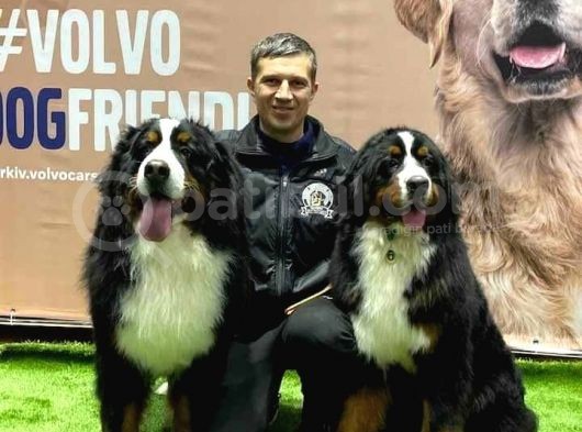 Fci Şecereli Bernese Mountain Dog görsel