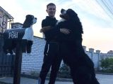Fci Şecereli Bernese Mountain Dog