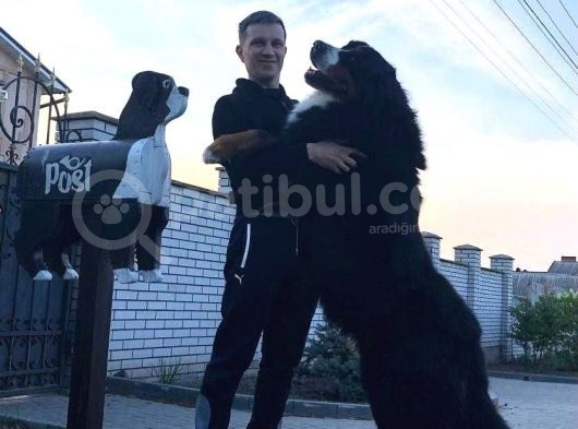 Fci Şecereli Bernese Mountain Dog görsel