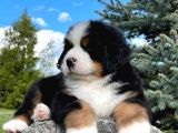 Fci Şecereli Bernese Mountain Dog