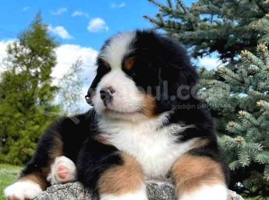 Fci Şecereli Bernese Mountain Dog