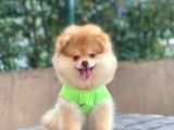 Çift Renk Pomeranian Oğlum Carlos