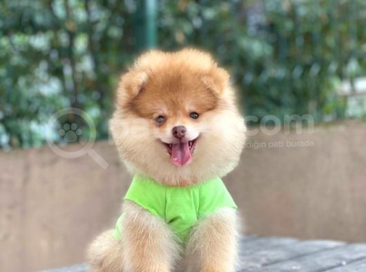 Çift Renk Pomeranian Oğlum Carlos görsel