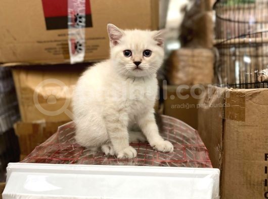 Bluepoi̇nt Bri̇ti̇sh Shorthai̇r Bebekleri̇mi̇z görsel