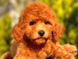 Red Toy Poodle Erkek