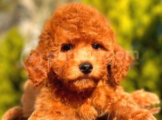 Red Toy Poodle Erkek görsel