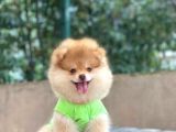 Çift Renk Pomeranian Oğlum Carlos