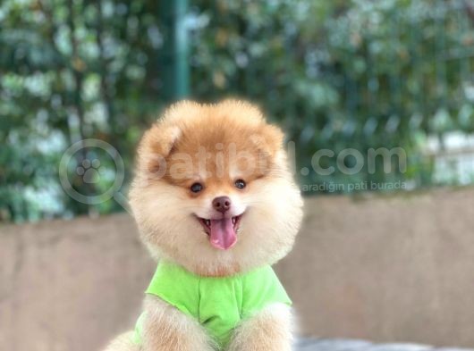 Çift Renk Pomeranian Oğlum Carlos görsel