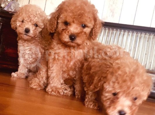 Safkan Toypoodle görsel