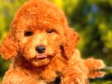 Red Toy Poodle Erkek