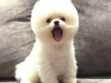 Kusursuz Karbeyaz Erkek Pomerani̇an Boo