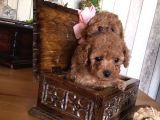 Safkan Toypoodle