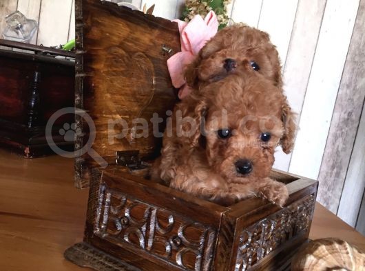 Safkan Toypoodle görsel