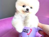 Teacup Mi̇ni̇ Boy Erkek Pomerani̇an Boo