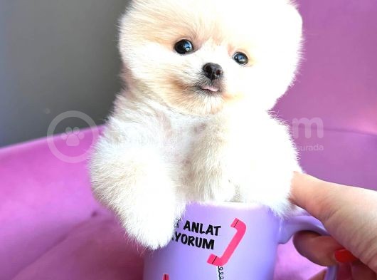 Teacup Mi̇ni̇ Boy Erkek Pomerani̇an Boo görsel