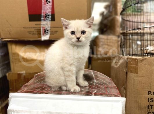 Bluepoi̇nt Bri̇ti̇sh Shorthai̇r Bebekleri̇mi̇z görsel