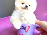 Teacup Mi̇ni̇ Boy Erkek Pomerani̇an Boo