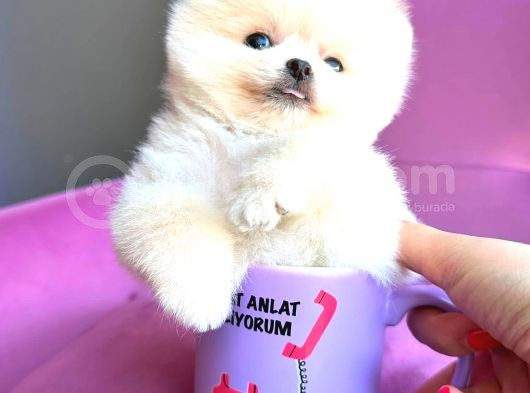 Teacup Mi̇ni̇ Boy Erkek Pomerani̇an Boo görsel