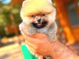 Orange Teacup Di̇şi̇ Pomerani̇an