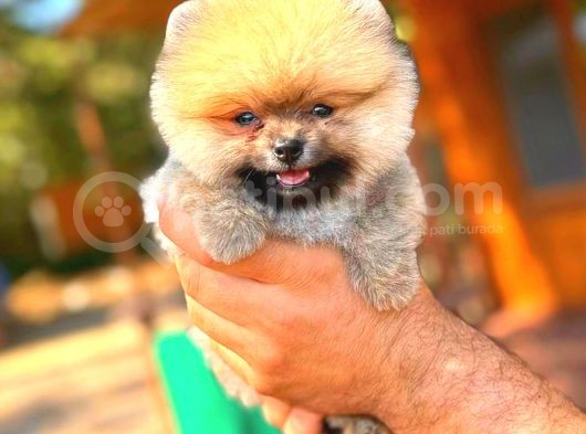 Orange Teacup Di̇şi̇ Pomerani̇an görsel