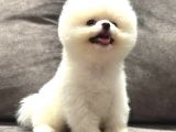 Kusursuz Karbeyaz Erkek Pomerani̇an Boo