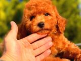 RED TOY POODLE ERKEK