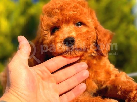 Red Toy Poodle Erkek