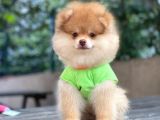 Çift Renk Pomeranian Oğlum Carlos