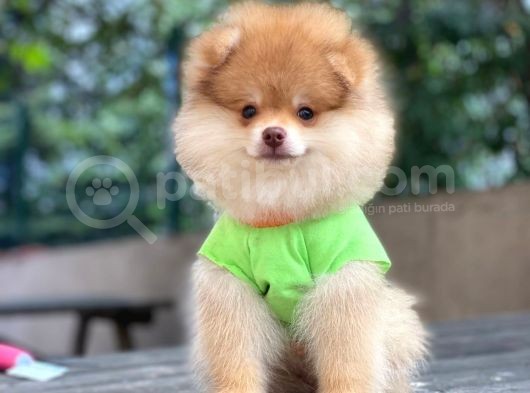 Çift Renk Pomeranian Oğlum Carlos görsel