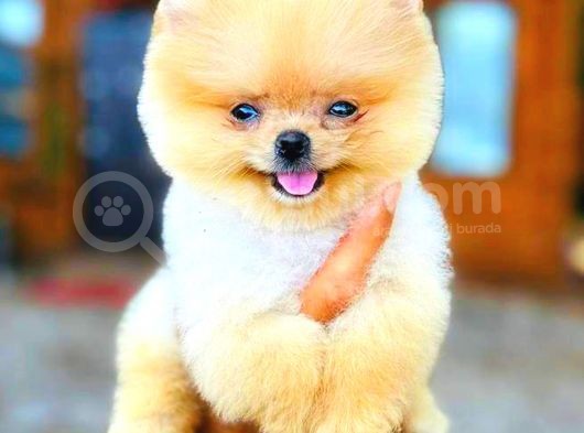 Gülen Yüz Di̇şi̇ Pomerani̇an Boo
