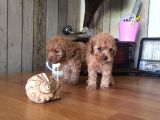 SAFKAN TOYPOODLE