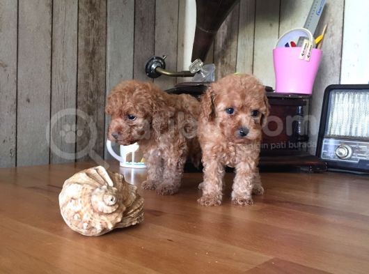 Safkan Toypoodle