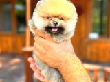 ORANGE TEACUP DİŞİ POMERANİAN