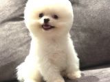 Kusursuz Karbeyaz Erkek Pomerani̇an Boo