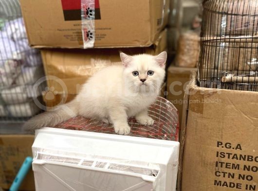 Bluepoi̇nt Bri̇ti̇sh Shorthai̇r Bebekleri̇mi̇z görsel