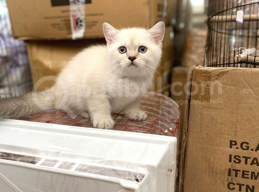 Bluepoi̇nt Bri̇ti̇sh Shorthai̇r Bebekleri̇mi̇z görsel