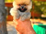 Orange Teacup Di̇şi̇ Pomerani̇an