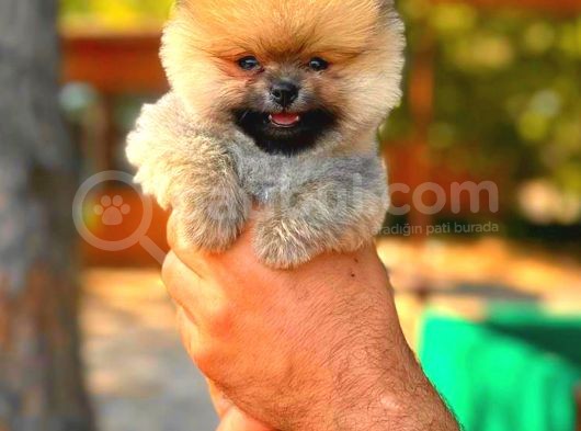 Orange Teacup Di̇şi̇ Pomerani̇an görsel