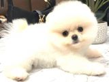 KUSURSUZ KARBEYAZ ERKEK POMERANİAN BOO