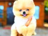 Gülen Yüz Di̇şi̇ Pomerani̇an Boo