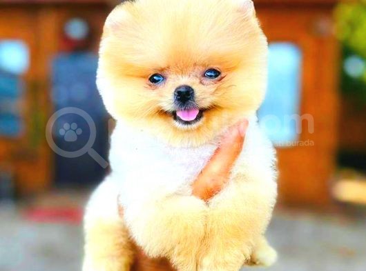 Gülen Yüz Di̇şi̇ Pomerani̇an Boo görsel