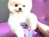 TEACUP MİNİ BOY ERKEK POMERANİAN BOO