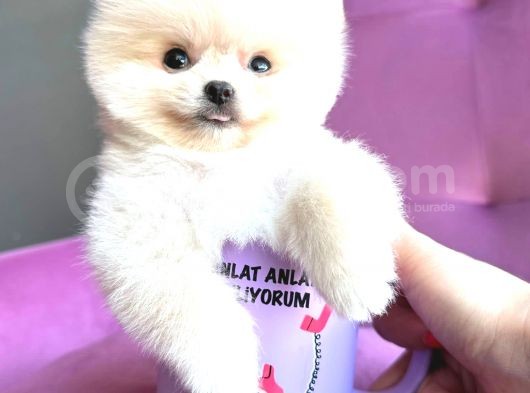 Teacup Mi̇ni̇ Boy Erkek Pomerani̇an Boo