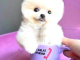 Teacup Mi̇ni̇ Boy Erkek Pomerani̇an Boo