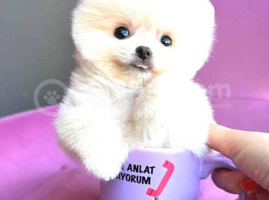 Teacup Mi̇ni̇ Boy Erkek Pomerani̇an Boo görsel